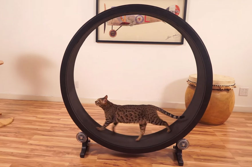 cat-wheel-treadmill-one-fast-cat-4 cat-wheel-treadmill-one-fast-cat-4