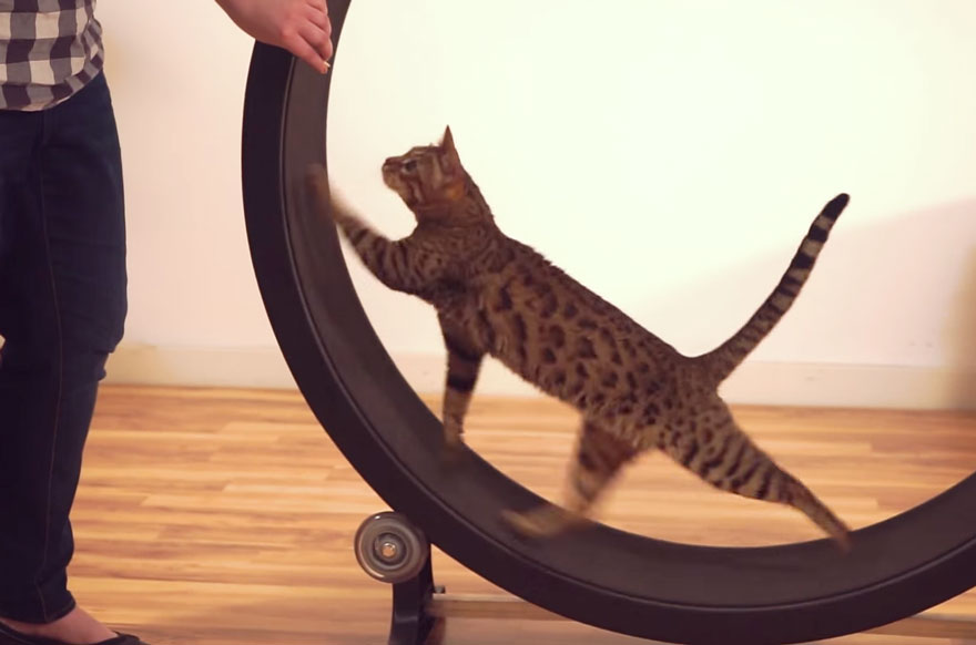 cat-wheel-treadmill-one-fast-cat-5 cat-wheel-treadmill-one-fast-cat-5