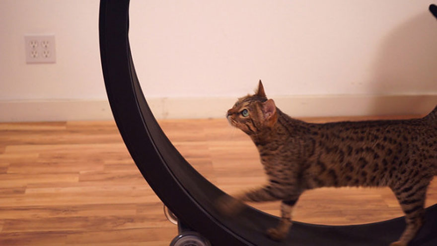 cat-wheel-treadmill-one-fast-cat-6 cat-wheel-treadmill-one-fast-cat-6