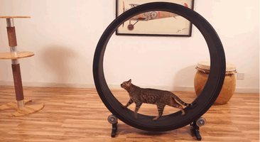cat-wheel-treadmill-one-fast-cat-7 cat-wheel-treadmill-one-fast-cat-7