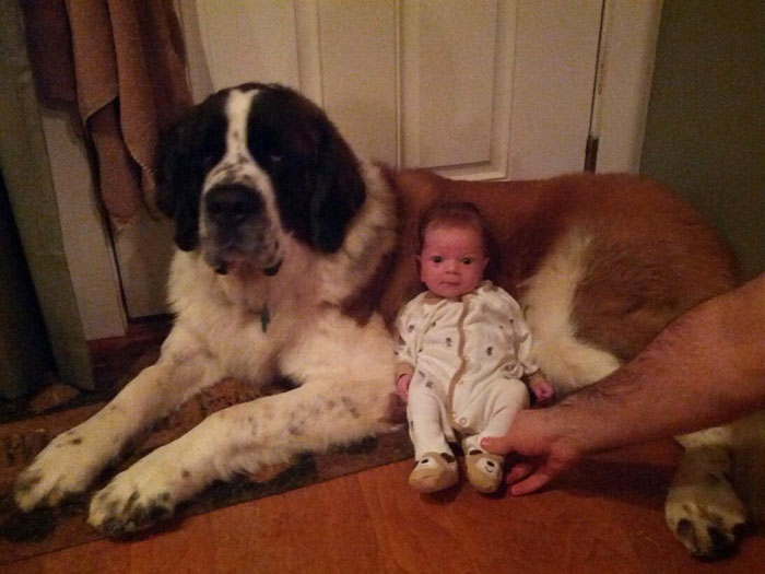 cute-big-dogs-and-babies-10 cute-big-dogs-and-babies-10