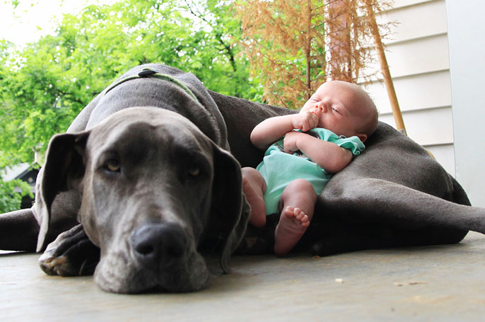 cute-big-dogs-and-babies-12 cute-big-dogs-and-babies-12