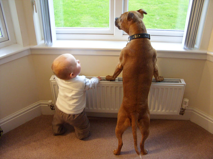 cute-big-dogs-and-babies-13 cute-big-dogs-and-babies-13