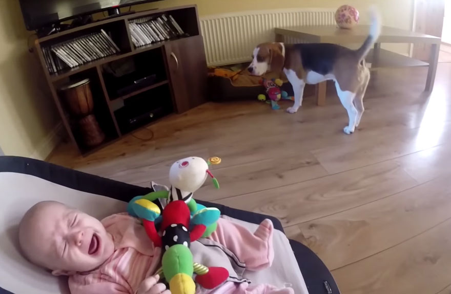 dog-returns-baby-toys-laura-charlie-2 dog-returns-baby-toys-laura-charlie-2