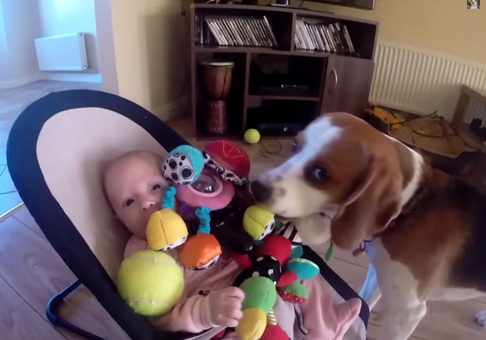 Watch This Dog’s Adorable Apology After He Steals A Baby Girl’s Toy