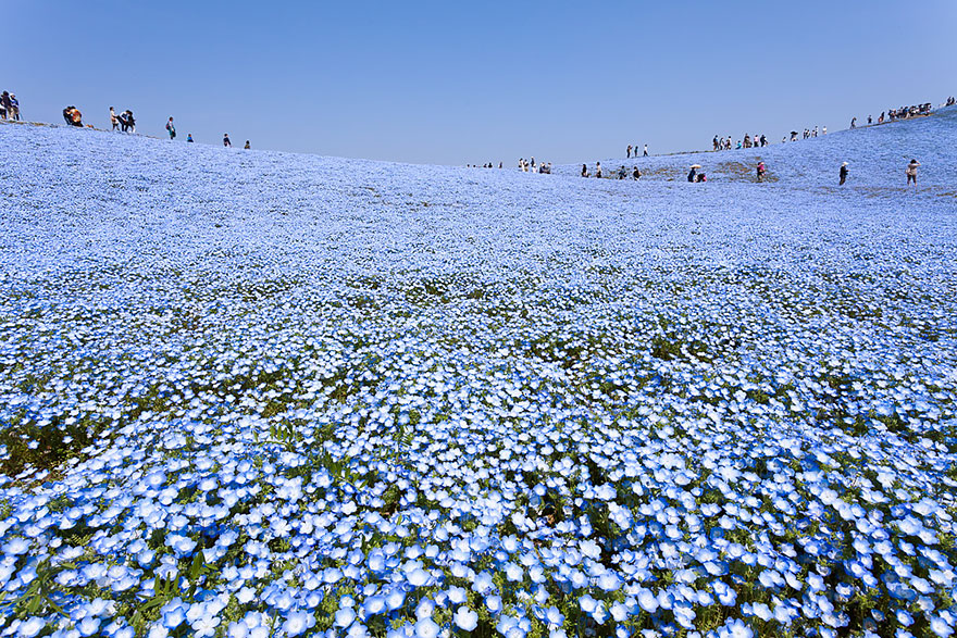 4.5 Million Baby Blue Eyes In Hitachi Seaside Park In Japan 4.5 Million Baby Blue Eyes In Hitachi Seaside Park In Japan