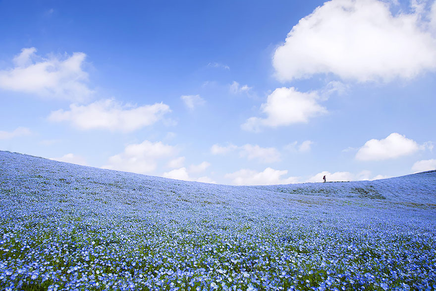 4.5 Million Baby Blue Eyes In Hitachi Seaside Park In Japan 4.5 Million Baby Blue Eyes In Hitachi Seaside Park In Japan