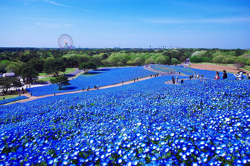 4.5 Million Baby Blue Eyes In Hitachi Seaside Park In Japan 4.5 Million Baby Blue Eyes In Hitachi Seaside Park In Japan