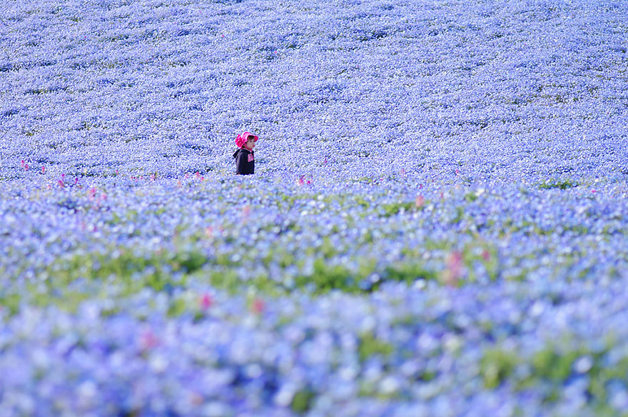 4.5 Million Baby Blue Eyes In Hitachi Seaside Park In Japan 4.5 Million Baby Blue Eyes In Hitachi Seaside Park In Japan