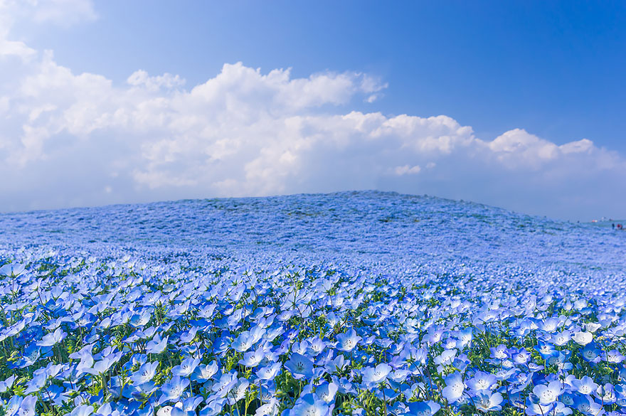 4.5 Million Baby Blue Eyes In Hitachi Seaside Park In Japan 4.5 Million Baby Blue Eyes In Hitachi Seaside Park In Japan