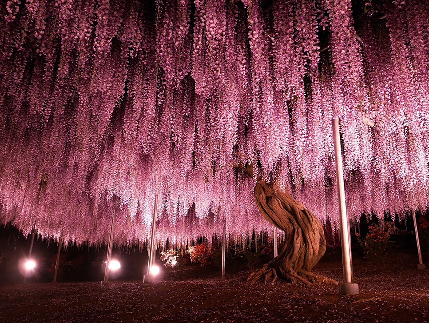 oldest-wisteria-tree-ashikaga-japan-1