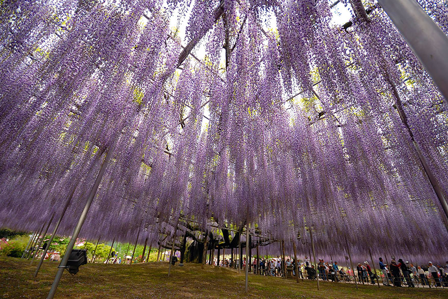 This 144-Year-Old Wisteria In Japan Looks Like A Pink Sky This 144-Year-Old Wisteria In Japan Looks Like A Pink Sky