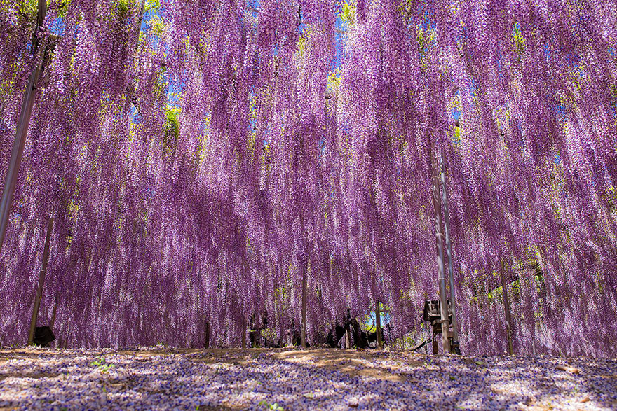 This 144-Year-Old Wisteria In Japan Looks Like A Pink Sky This 144-Year-Old Wisteria In Japan Looks Like A Pink Sky