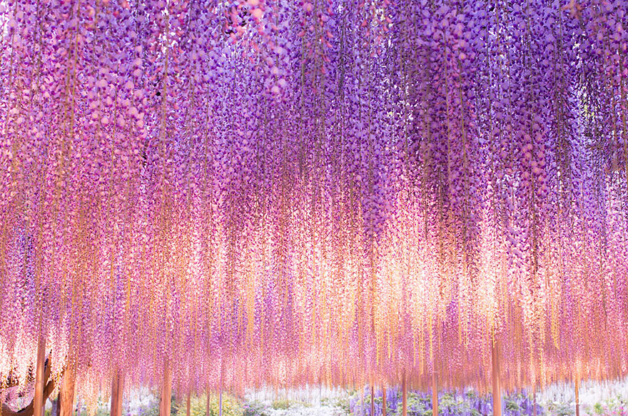 This 144-Year-Old Wisteria In Japan Looks Like A Pink Sky This 144-Year-Old Wisteria In Japan Looks Like A Pink Sky