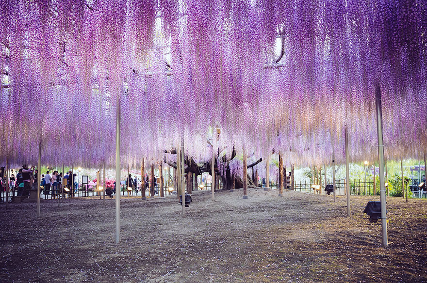 This 144-Year-Old Wisteria In Japan Looks Like A Pink Sky This 144-Year-Old Wisteria In Japan Looks Like A Pink Sky
