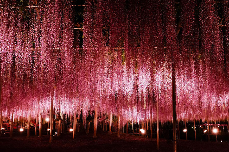 This 144-Year-Old Wisteria In Japan Looks Like A Pink Sky This 144-Year-Old Wisteria In Japan Looks Like A Pink Sky