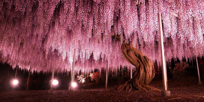 This 144-Year-Old Wisteria In Japan Looks Like A Pink Sky