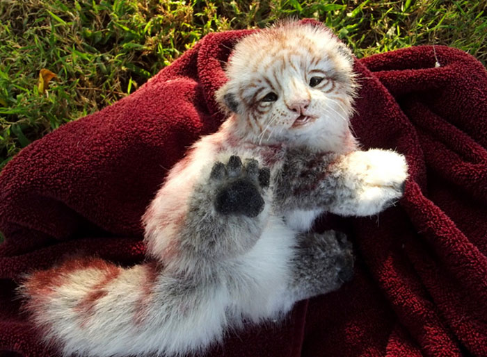 realistic-plush-animal-toys-wood-splitter-lee-creations-9 realistic-plush-animal-toys-wood-splitter-lee-creations-9