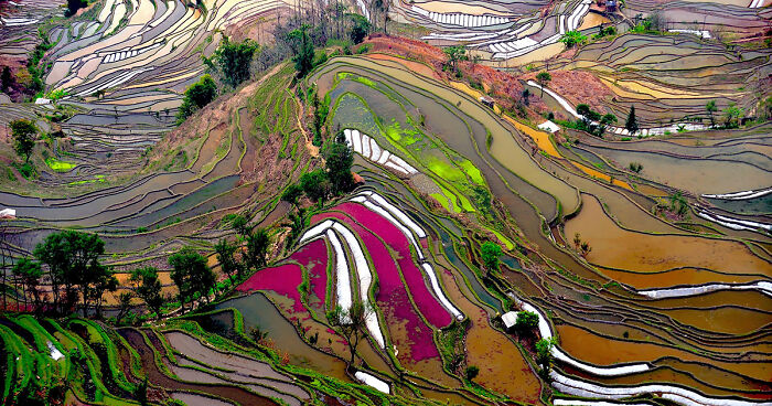 47 Hypnotizing Rice Fields That Look Like Broken Glass