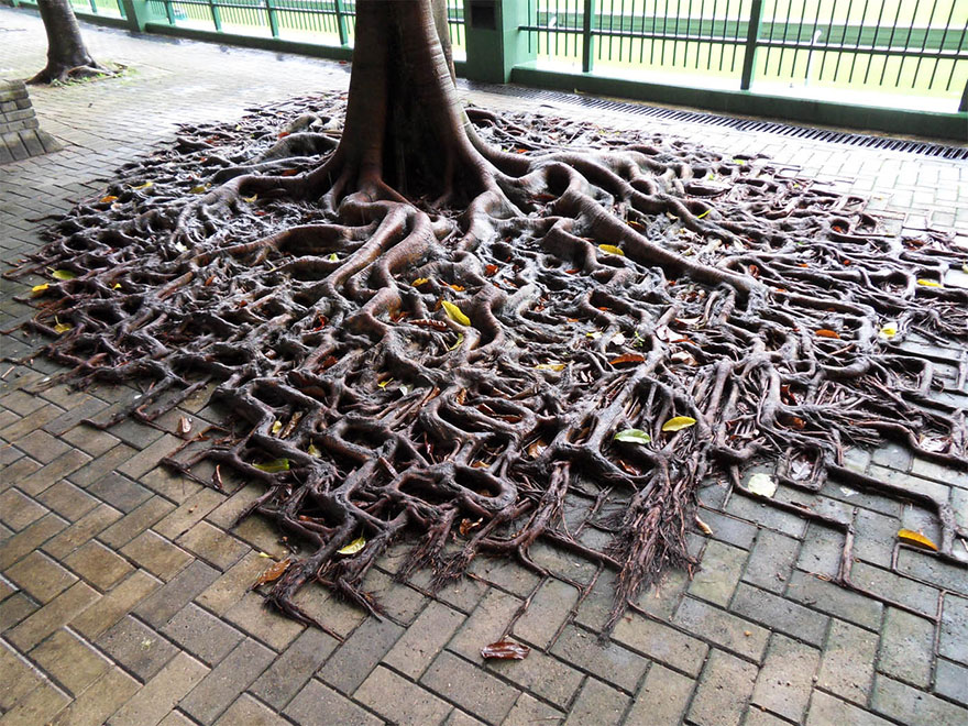 tree-roots-concrete-pavement-1