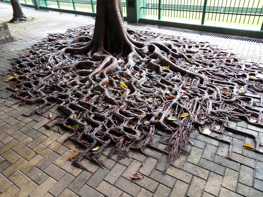 tree-roots-concrete-pavement-1 tree-roots-concrete-pavement-1