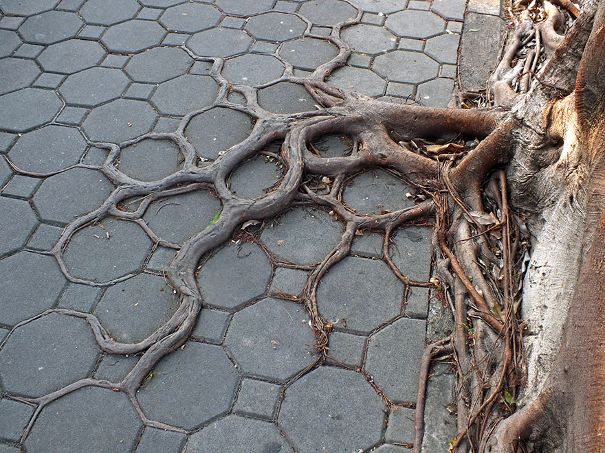 tree-roots-concrete-pavement-18