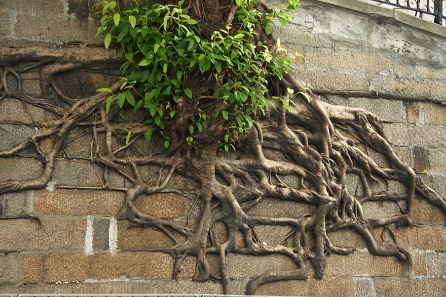 tree-roots-concrete-pavement-19 tree-roots-concrete-pavement-19