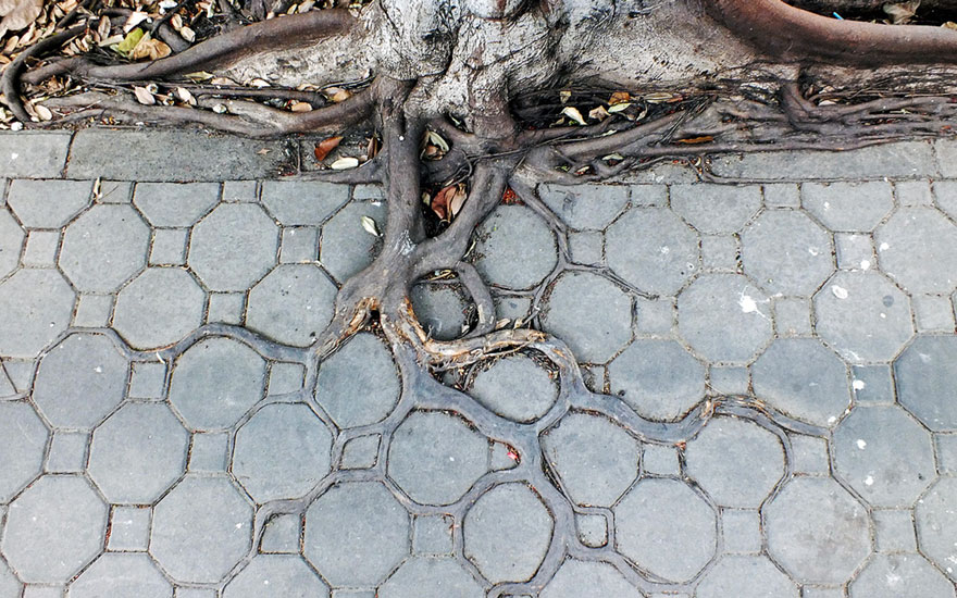 tree-roots-concrete-pavement-2 tree-roots-concrete-pavement-2