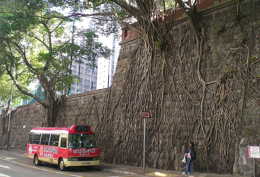 tree-roots-concrete-pavement-20 tree-roots-concrete-pavement-20