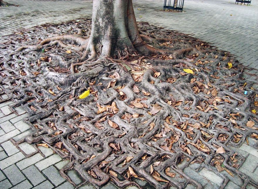 tree-roots-concrete-pavement-3 tree-roots-concrete-pavement-3