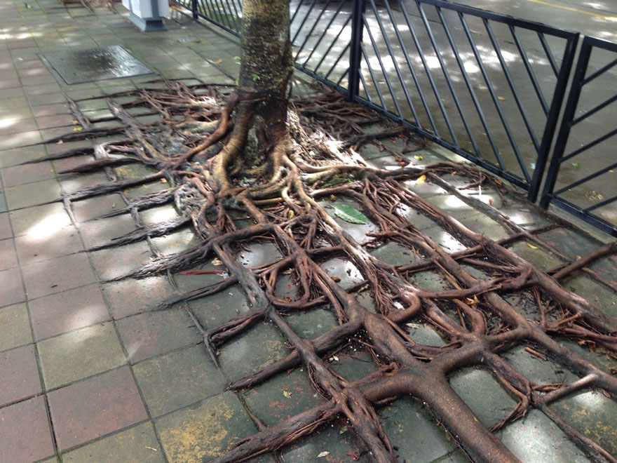 tree-roots-concrete-pavement-4 tree-roots-concrete-pavement-4