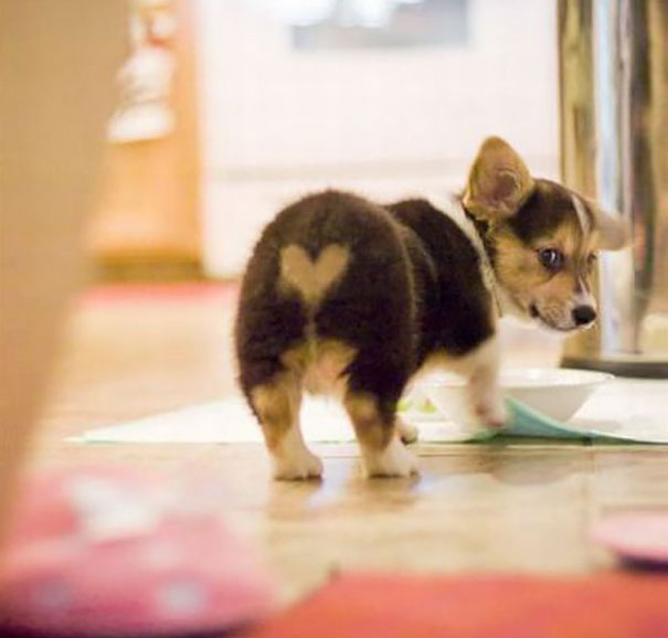 unusual-animal-markings-21b unusual-animal-markings-21b