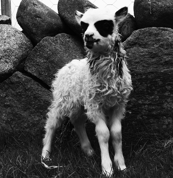 unusual-animal-markings-39b unusual-animal-markings-39b