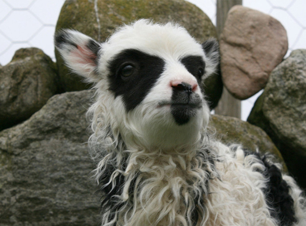 unusual-animal-markings-46 unusual-animal-markings-46