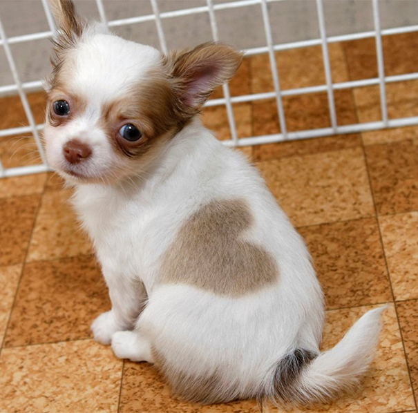 unusual-animal-markings-51 unusual-animal-markings-51