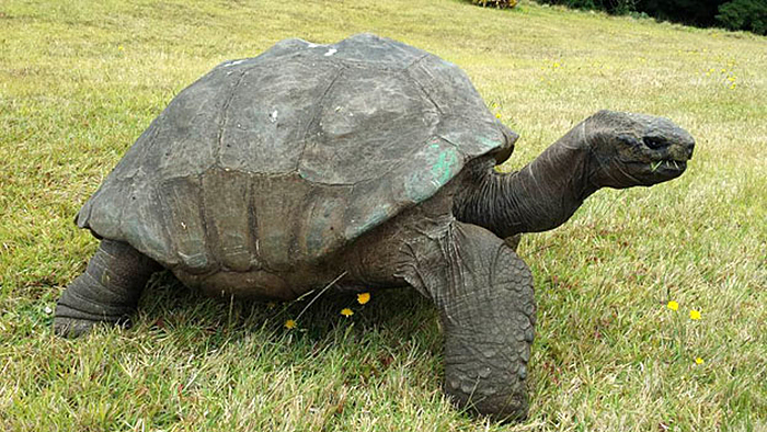 182-year-old-tortoise-jonathan-12 182-year-old-tortoise-jonathan-12