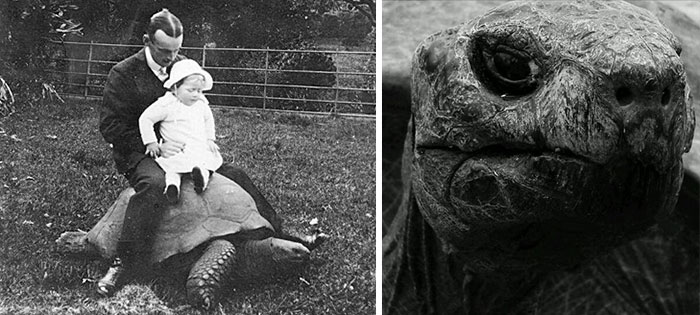 182-year-old-tortoise-jonathan-17 182-year-old-tortoise-jonathan-17