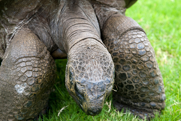 182-year-old-tortoise-jonathan-2 182-year-old-tortoise-jonathan-2
