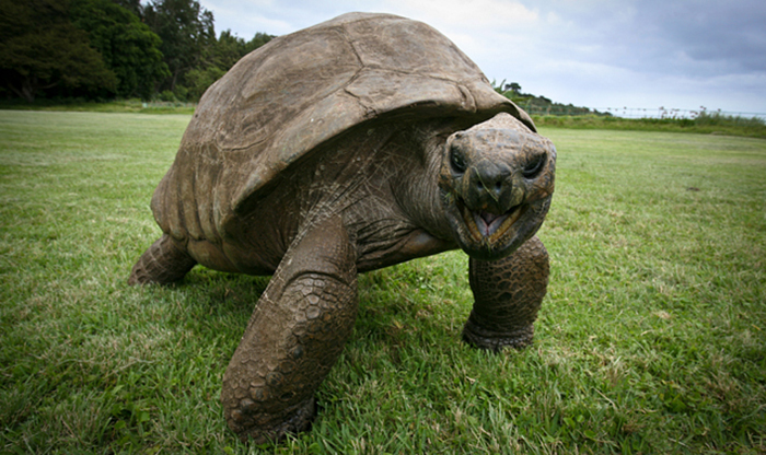 182-year-old-tortoise-jonathan-4 182-year-old-tortoise-jonathan-4
