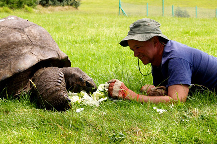 182-year-old-tortoise-jonathan-6 182-year-old-tortoise-jonathan-6