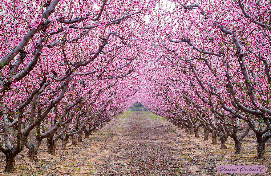 Path Under Blooming Trees In Spring.