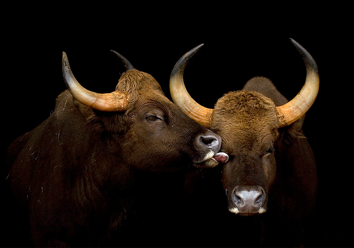 The Majestic Beauty Of Wild Animals Captured By Marina Cano