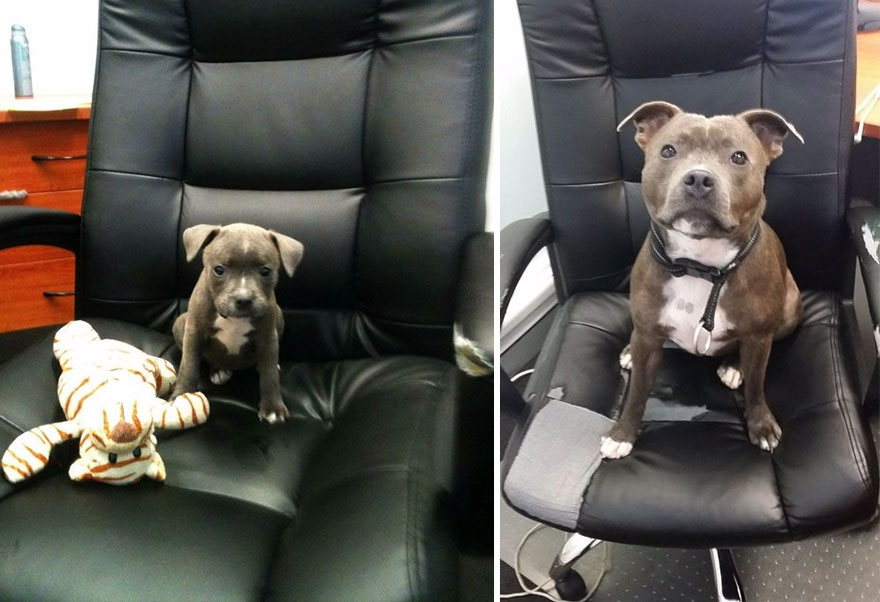 animals-before-after-growing-up-4 animals-before-after-growing-up-4