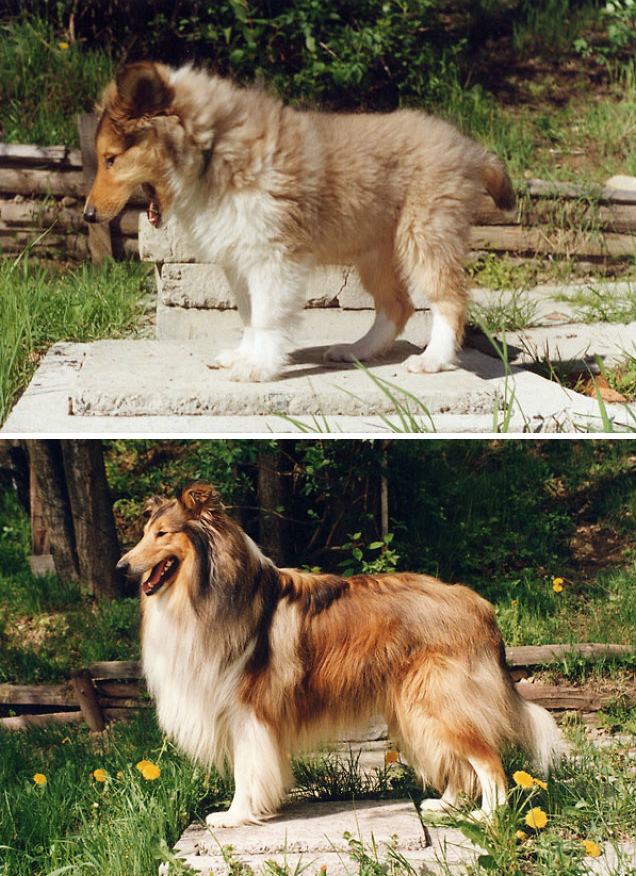 animals-before-after-growing-up-5 animals-before-after-growing-up-5