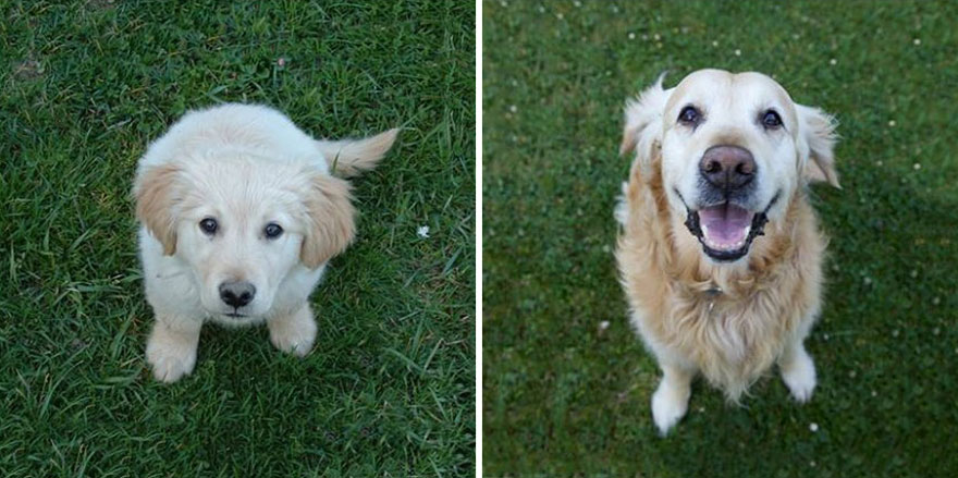 animals-before-after-then-now-16 animals-before-after-then-now-16