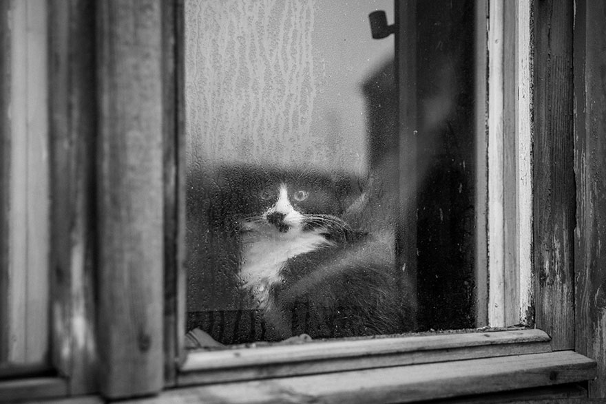 cat-black-and-white-photography-10 cat-black-and-white-photography-10