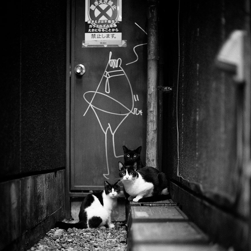 cat-black-and-white-photography-14 cat-black-and-white-photography-14