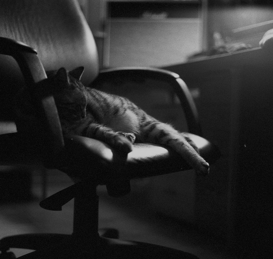 cat-black-and-white-photography-15 cat-black-and-white-photography-15