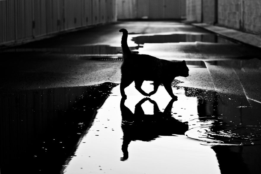 cat-black-and-white-photography-18 cat-black-and-white-photography-18