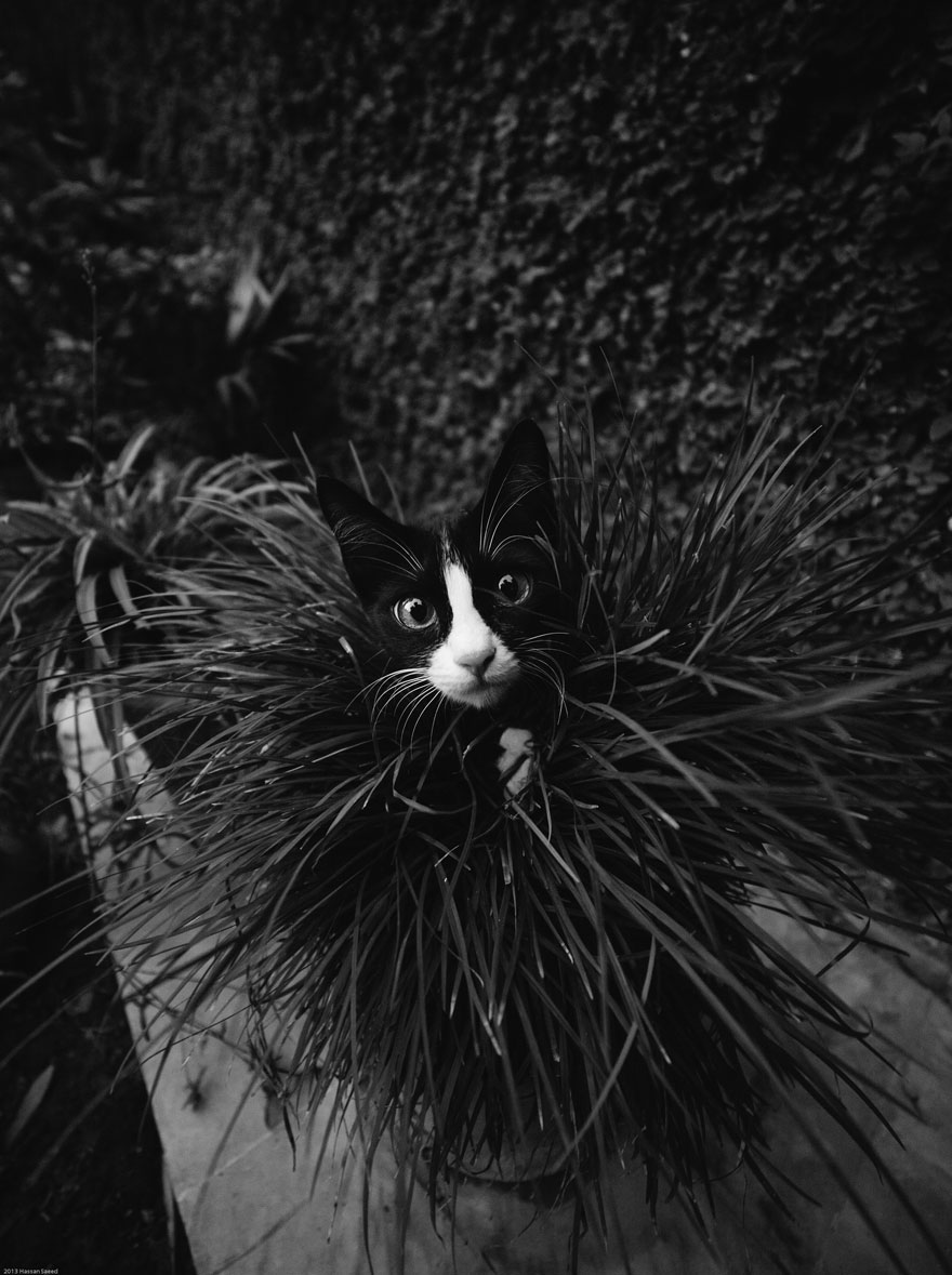 cat-black-and-white-photography-20 cat-black-and-white-photography-20